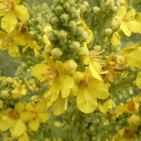 Dr Clare Loose Mullein Herb