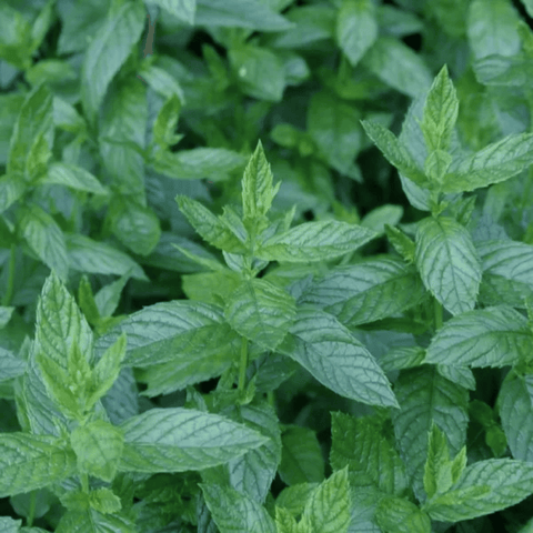 Absolute Aromas Peppermint English 10ml