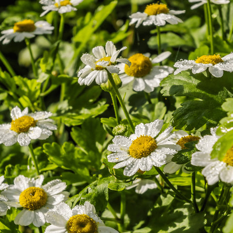 DR. CLARE FEVERFEW TINCTURE 100ML